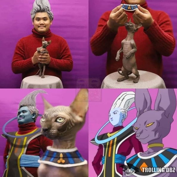 Beerus cat chat whis